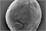 immagine microscopica microcapsula